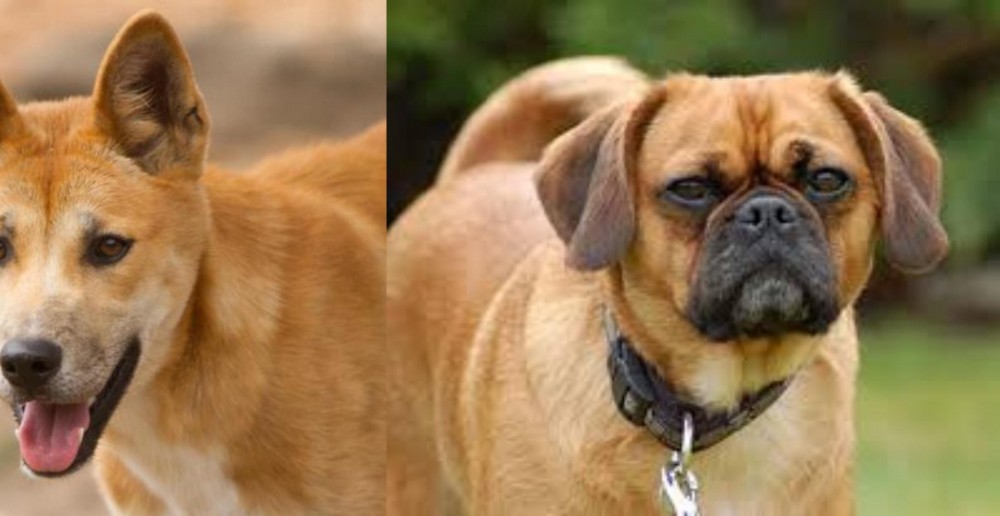 Pugalier vs Dingo - Breed Comparison