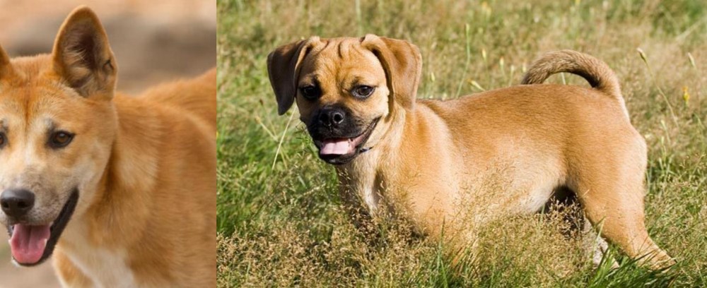 Puggle vs Dingo - Breed Comparison