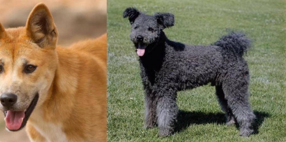 Pumi vs Dingo - Breed Comparison