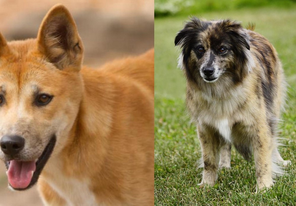 Pyrenean Shepherd vs Dingo - Breed Comparison