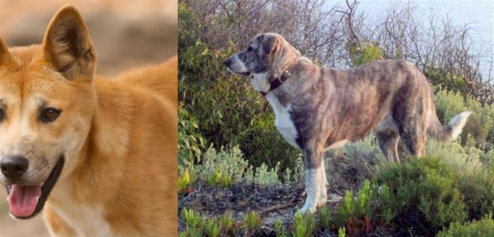 Rafeiro do Alentejo vs Dingo - Breed Comparison