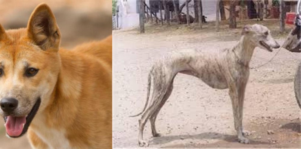 Rampur Greyhound vs Dingo - Breed Comparison