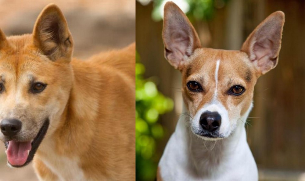 Rat Terrier vs Dingo - Breed Comparison