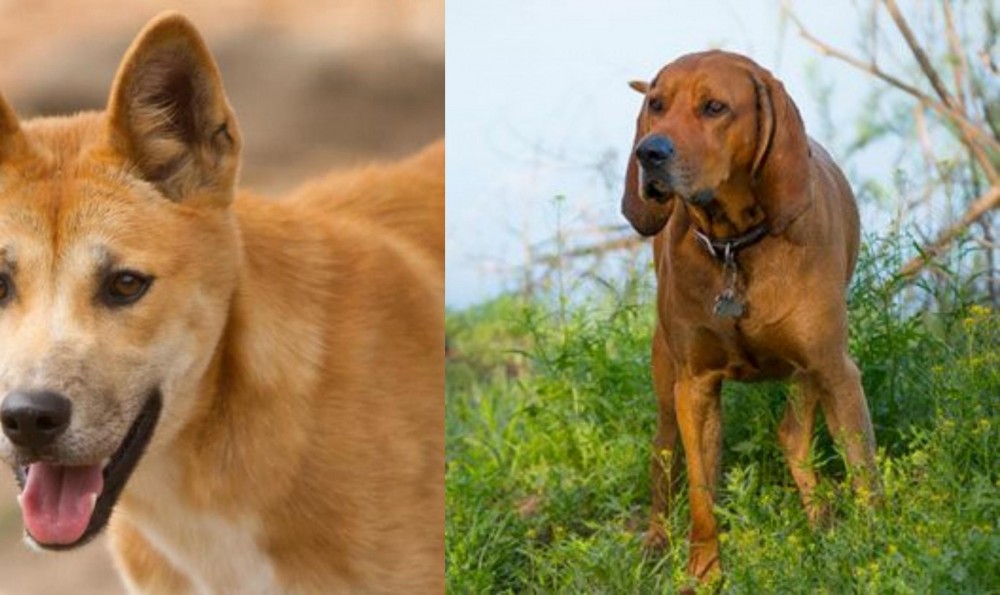Redbone Coonhound vs Dingo - Breed Comparison