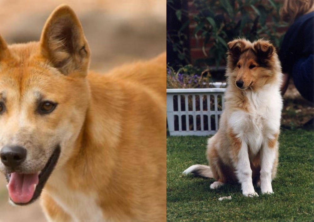 Rough Collie vs Dingo - Breed Comparison