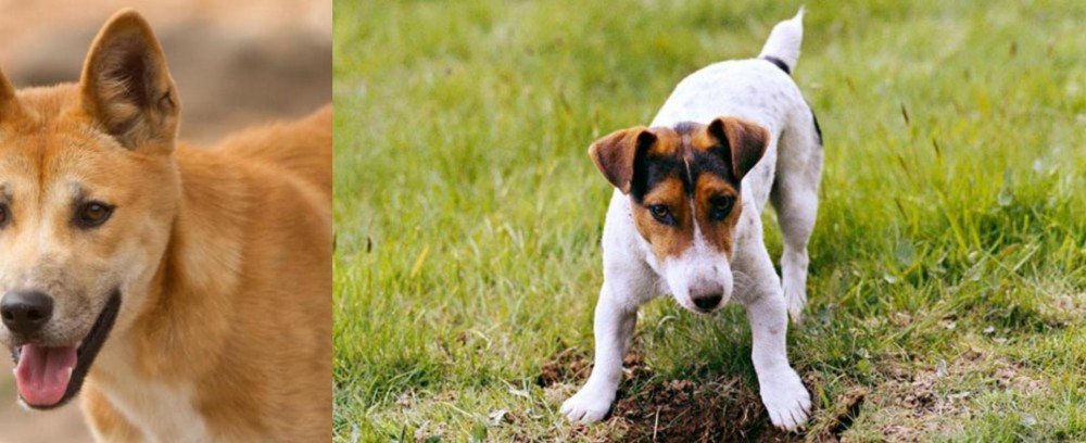 Russell Terrier vs Dingo - Breed Comparison