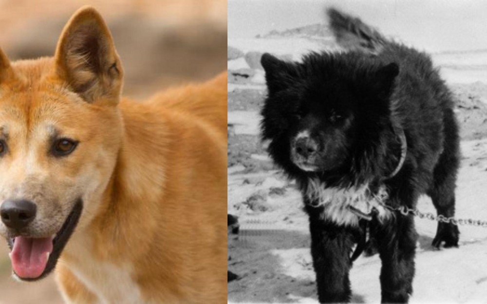 Sakhalin Husky vs Dingo - Breed Comparison
