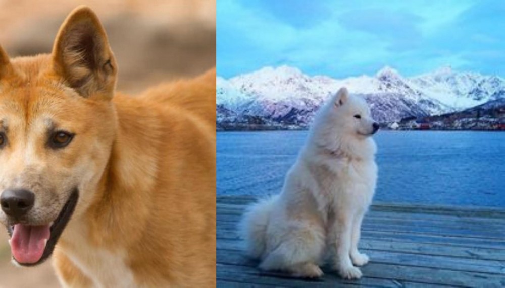 Samoyed vs Dingo - Breed Comparison