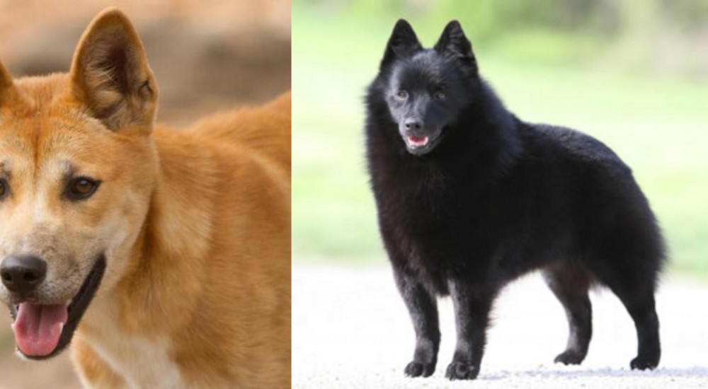 Schipperke vs Dingo - Breed Comparison