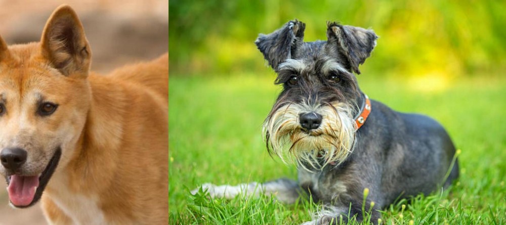Schnauzer vs Dingo - Breed Comparison