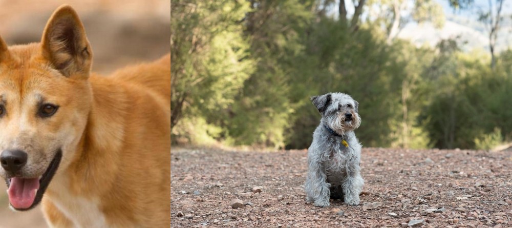 Schnoodle vs Dingo - Breed Comparison