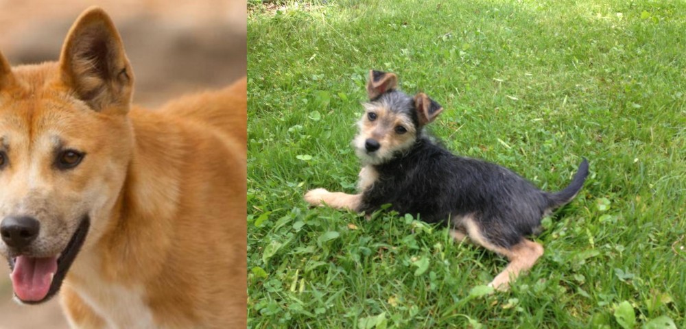 Schnorkie vs Dingo - Breed Comparison