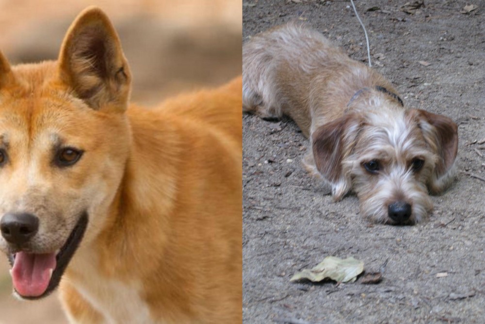 Schweenie vs Dingo - Breed Comparison