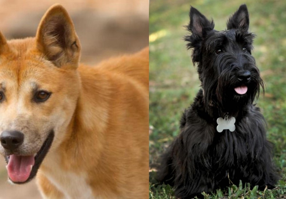 Scoland Terrier vs Dingo - Breed Comparison