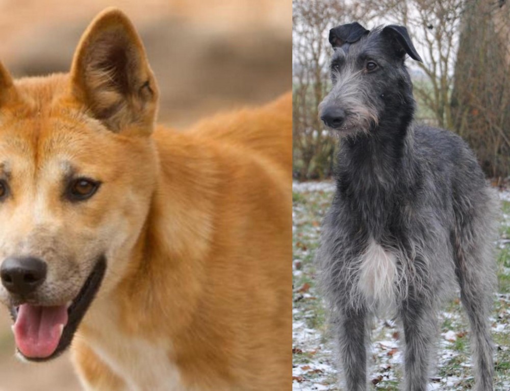 Scottish Deerhound vs Dingo - Breed Comparison