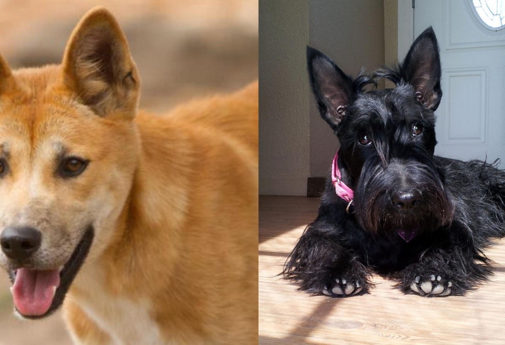 Scottish Terrier vs Dingo - Breed Comparison