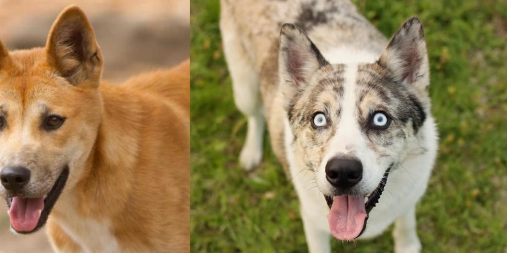 Shepherd Husky vs Dingo - Breed Comparison