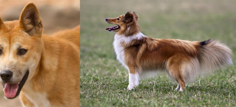 Shetland Sheepdog vs Dingo - Breed Comparison