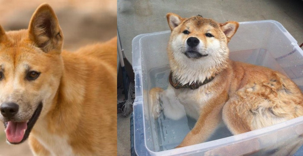 Shiba Inu vs Dingo - Breed Comparison