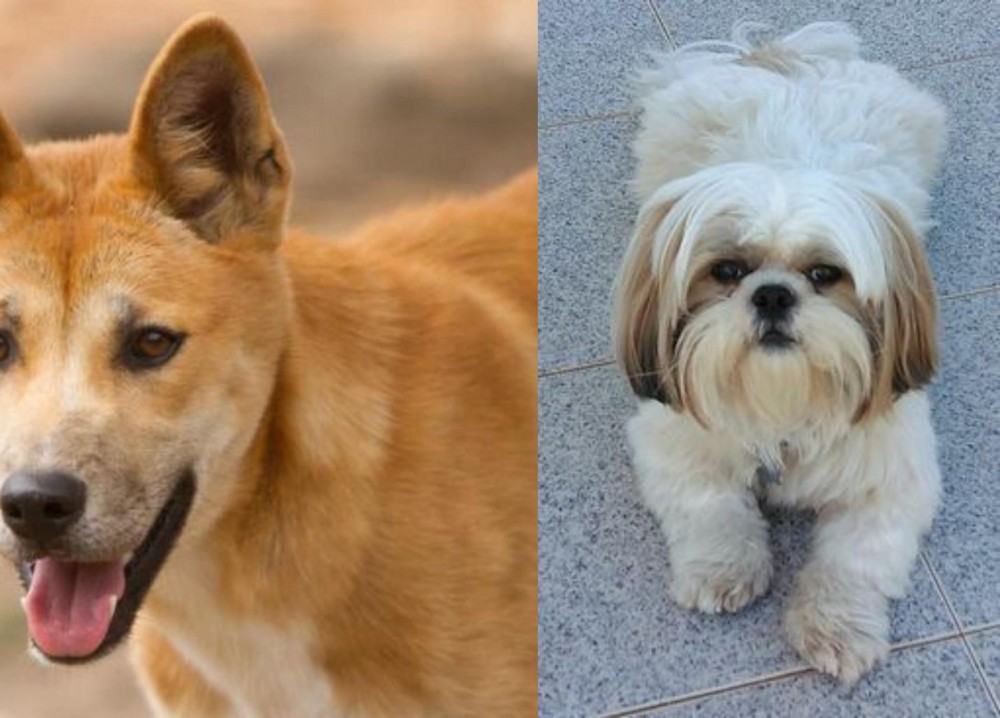Shih Tzu vs Dingo - Breed Comparison