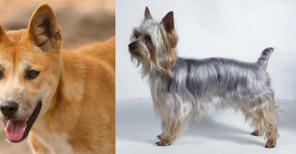 Silky Terrier vs Dingo - Breed Comparison