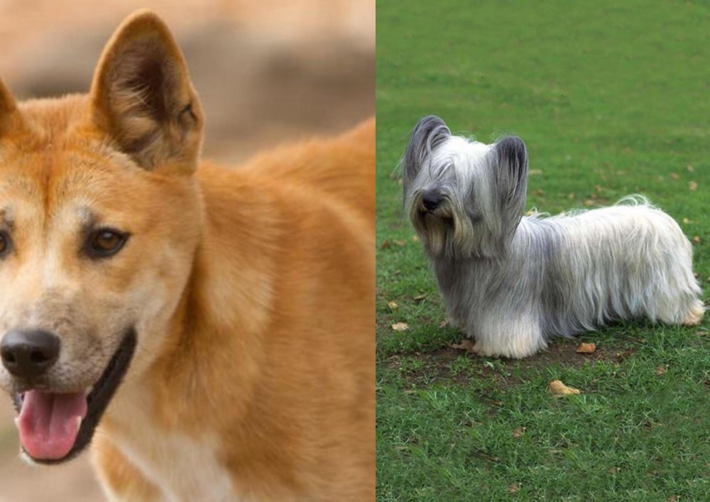Skye Terrier vs Dingo - Breed Comparison