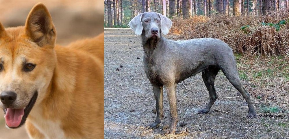Slovensky Hrubosrsty Stavac vs Dingo - Breed Comparison