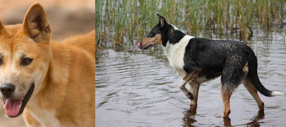 Smooth Collie vs Dingo - Breed Comparison