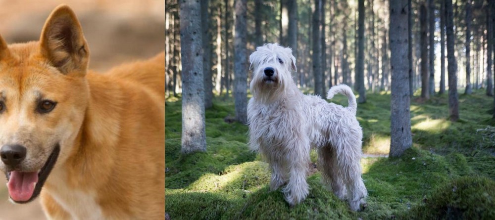 Soft-Coated Wheaten Terrier vs Dingo - Breed Comparison