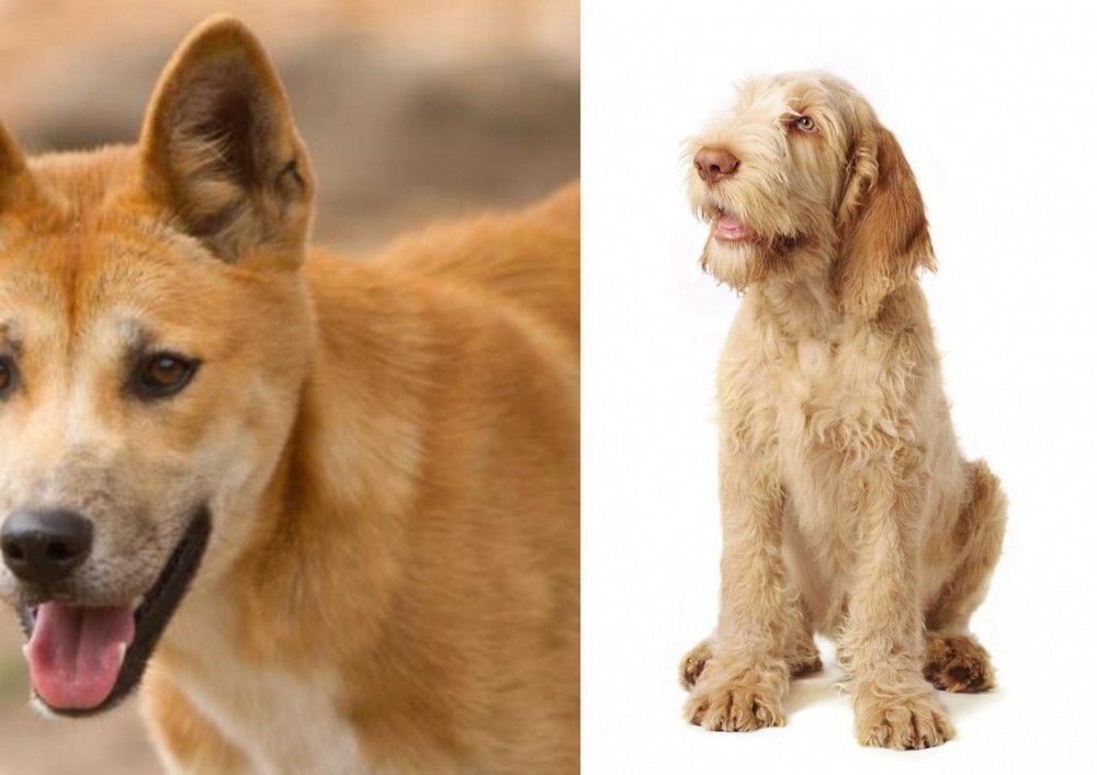 Spinone Italiano vs Dingo - Breed Comparison
