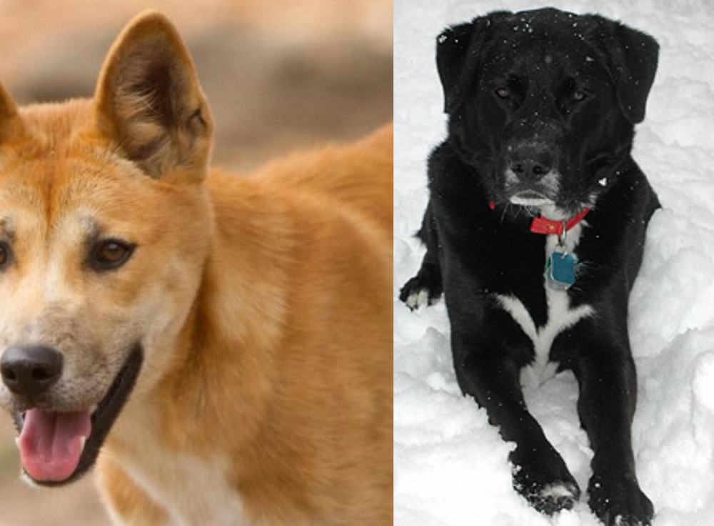 St. John's Water Dog vs Dingo - Breed Comparison