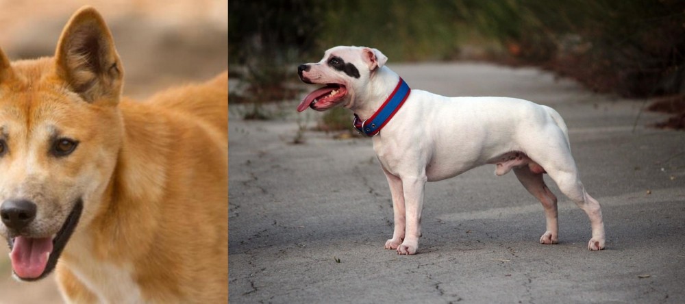 Staffordshire Bull Terrier vs Dingo - Breed Comparison