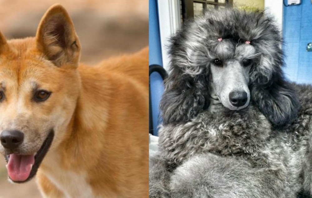 Standard Poodle vs Dingo - Breed Comparison