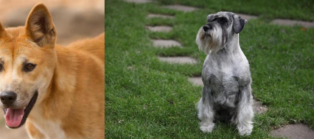 Standard Schnauzer vs Dingo - Breed Comparison