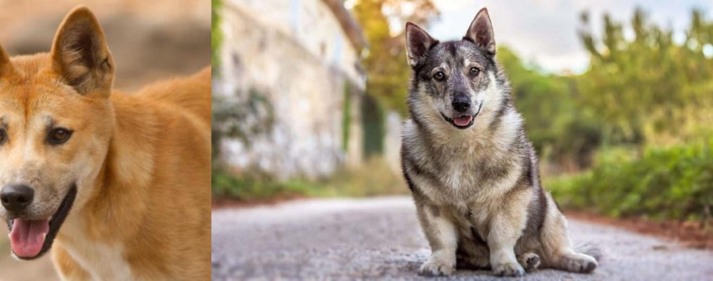 Swedish Vallhund vs Dingo - Breed Comparison