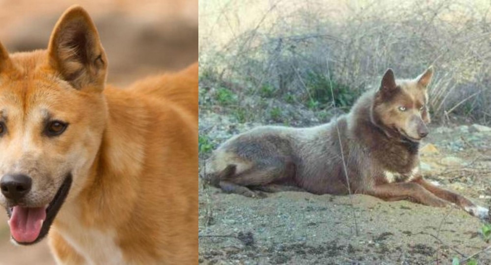 Tahltan Bear Dog vs Dingo - Breed Comparison