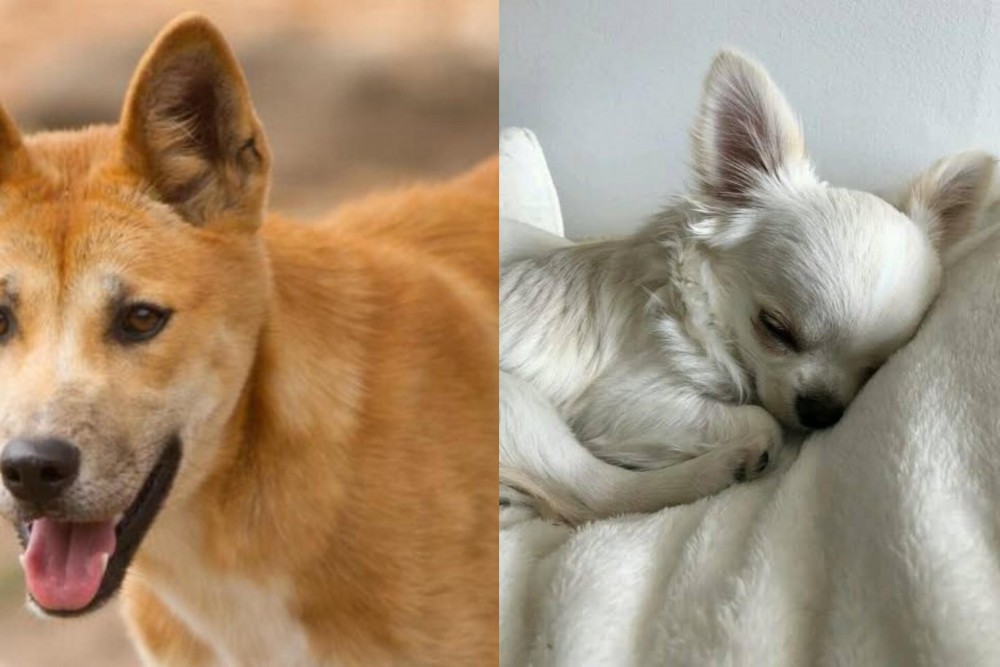 Tea Cup Chihuahua vs Dingo - Breed Comparison