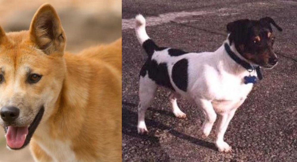 Teddy Roosevelt Terrier vs Dingo - Breed Comparison