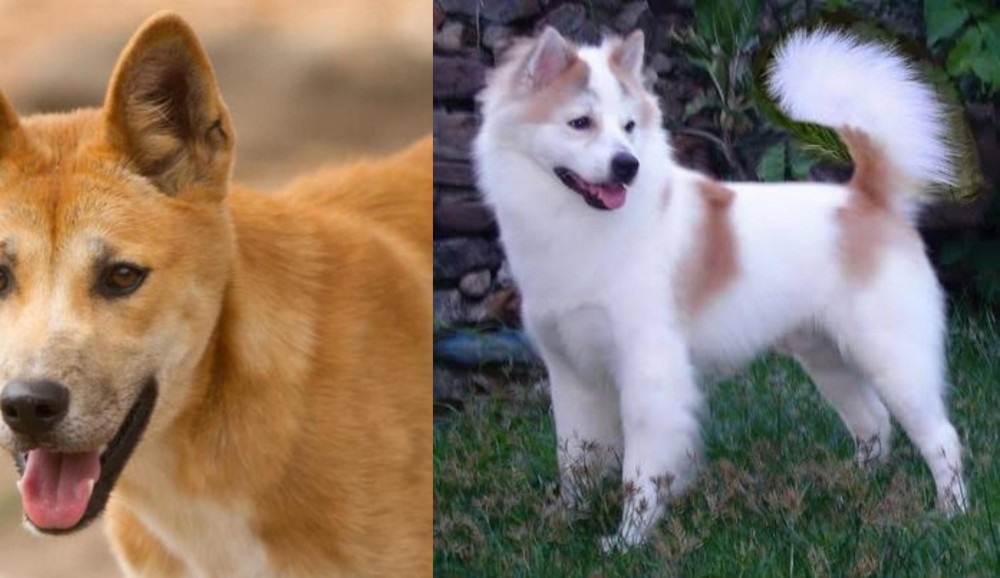 Thai Bangkaew vs Dingo - Breed Comparison