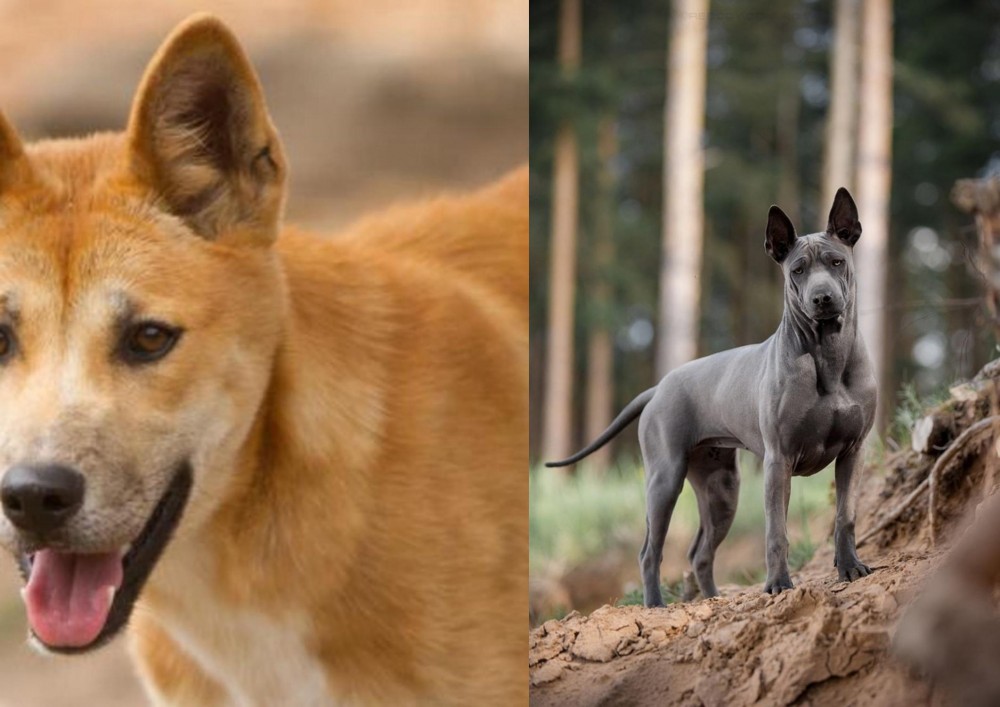 Thai Ridgeback vs Dingo - Breed Comparison