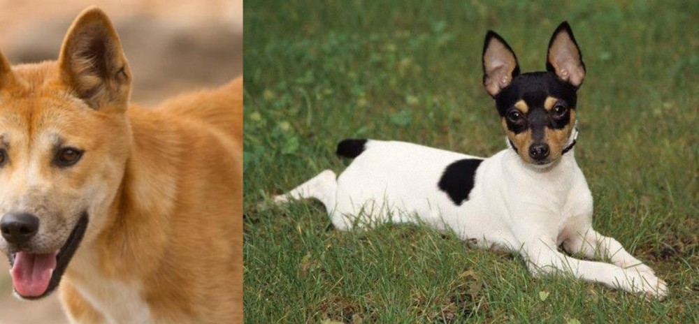 Toy Fox Terrier vs Dingo - Breed Comparison