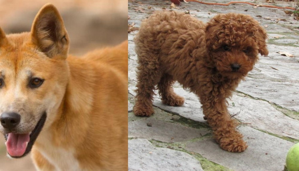 Toy Poodle vs Dingo - Breed Comparison