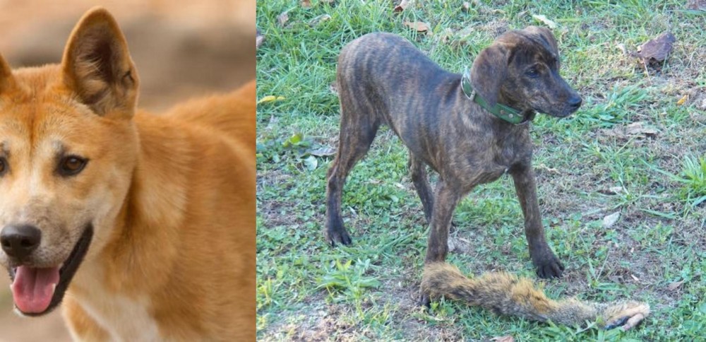 Treeing Cur vs Dingo - Breed Comparison