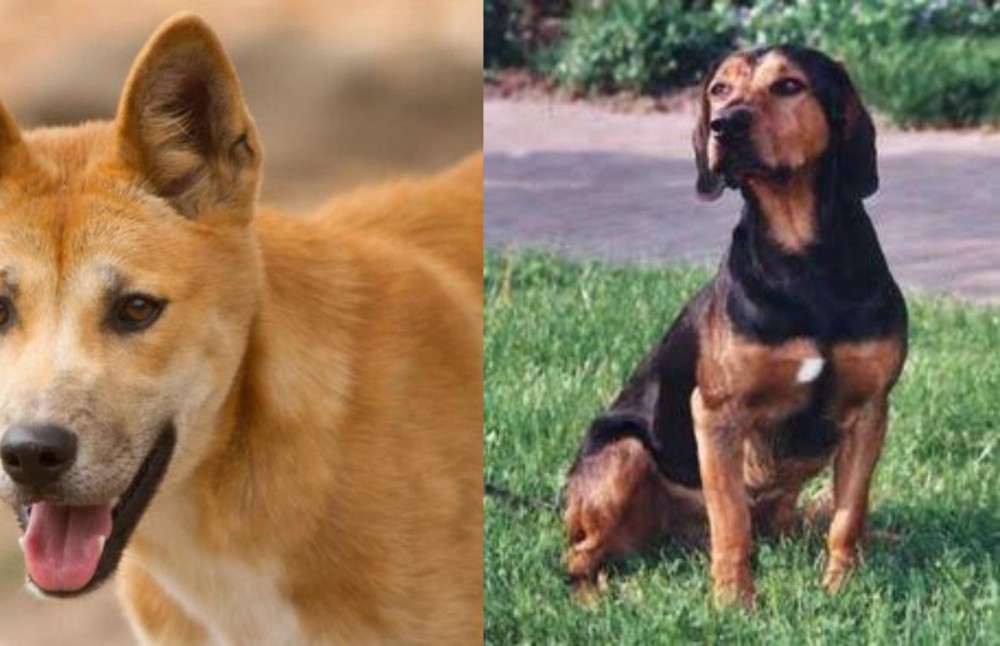 Tyrolean Hound vs Dingo - Breed Comparison