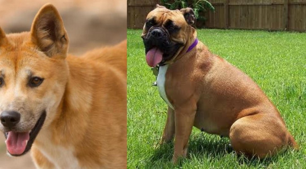 Valley Bulldog vs Dingo - Breed Comparison