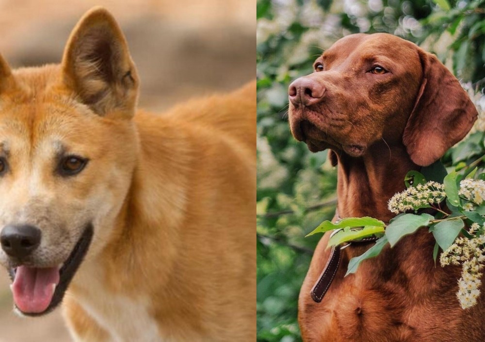Vizsla vs Dingo - Breed Comparison