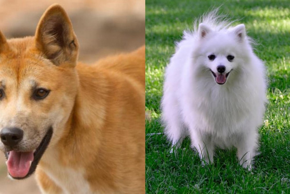 Volpino Italiano vs Dingo - Breed Comparison