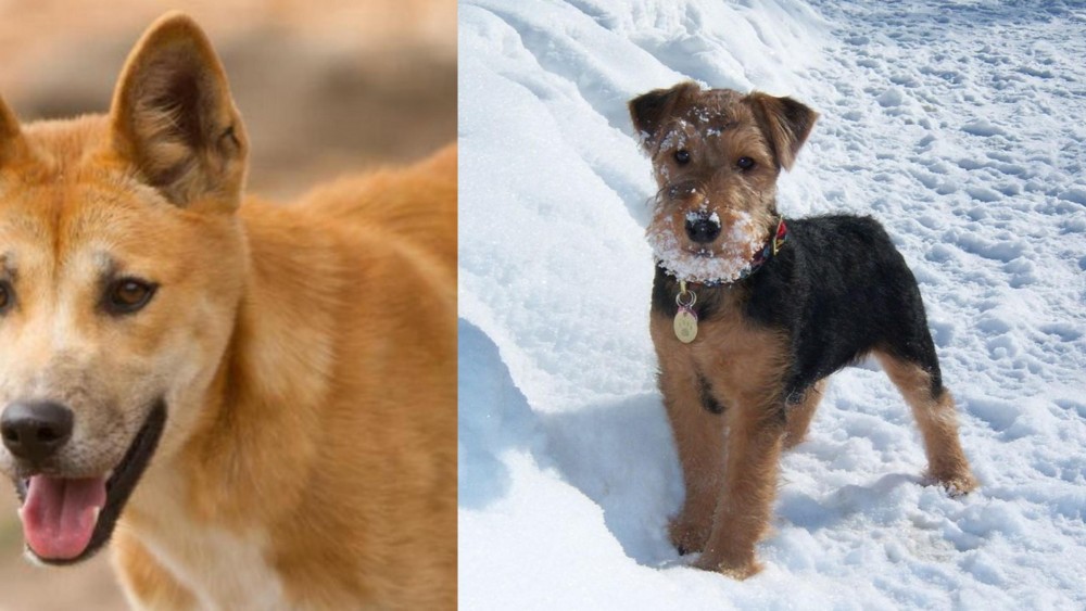 Welsh Terrier vs Dingo - Breed Comparison