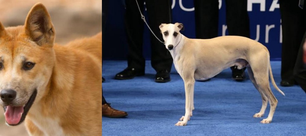 Whippet vs Dingo - Breed Comparison