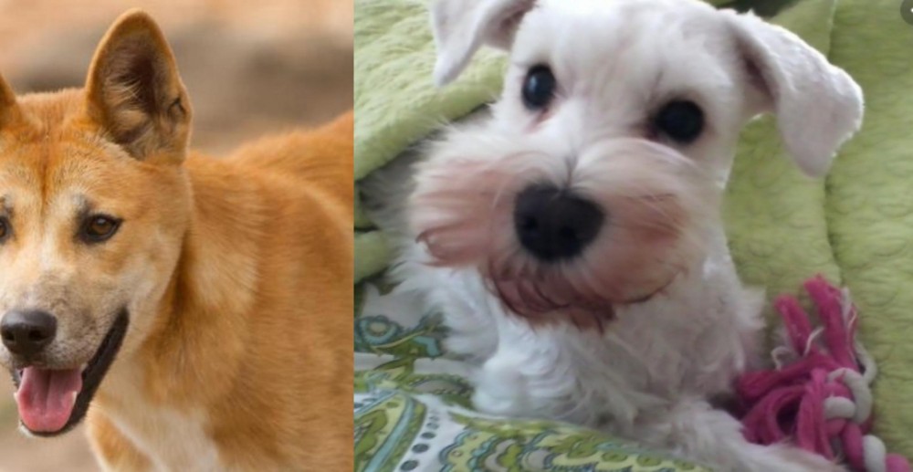 White Schnauzer vs Dingo - Breed Comparison